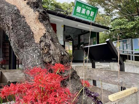 江ノ電極楽寺駅と彼岸花 江ノ電極楽寺駅と彼岸花 彼岸花,ヒガンバナ,曼殊沙華の写真素材