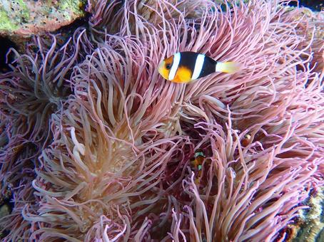 クマノミとイソギンチャクの写真