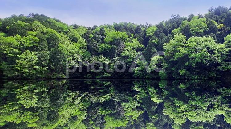 池の水面に映る新緑 池,水面,湖の写真素材