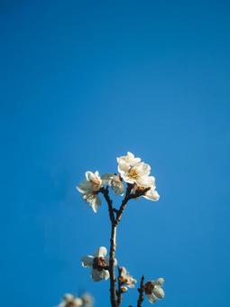 梅の花びらと青空 春,春花,梅の写真素材