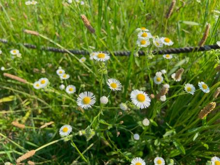 ハルジオンの写真