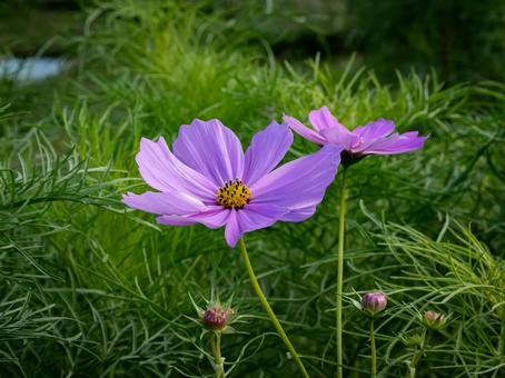 コスモス コスモスの写真