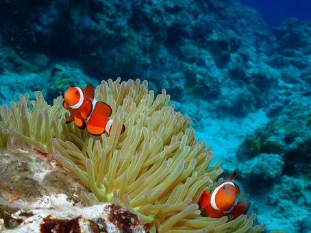 沖縄のカクレクマノミ カクレクマノミ,クマノミ,魚の写真素材