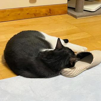 スリッパを枕にして寝る白黒猫 スリッパを枕にして寝る白黒猫の写真