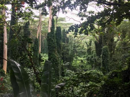 Photo, jungle, hawaii, tropical, 