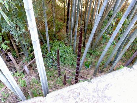 5月、郊外の竹林から伸びてきたタケノコ 竹,タケノコ,植物の写真素材
