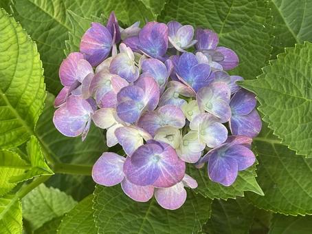 紫陽花5 紫陽花5の写真