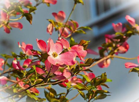 ピンクの花 ピンクの花の写真