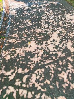 木の影 木の影 木の影,影,公園の写真素材