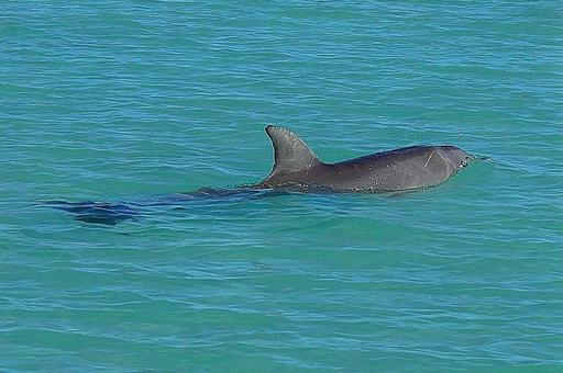 ニューカレドニア ノカンウイ島17イルカ ニューカレドニア ノカンウイ島17イルカの写真