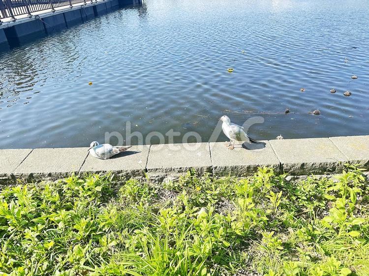 不忍池　上野公園　台東区　池 不忍池,上野恩賜公園,弁天島の写真素材
