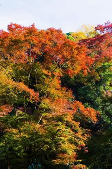 紅葉風景 紅葉風景,紅葉,箕面の写真素材