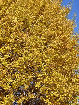 鮮やかなイチョウの黄葉 イチョウ,銀杏,葉の写真素材