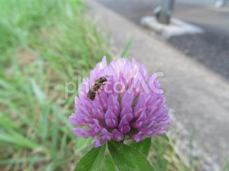 ムラサキツメクサとミツバチ ムラサキツメクサ,ミツバチ,自然風景の写真素材