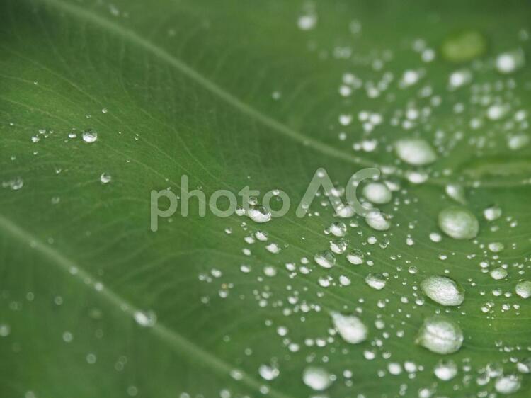 水滴 露,小滴,雨の写真素材
