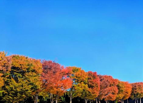 青空と色づく紅葉 秋,紅葉,風景の写真素材