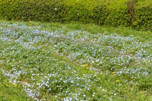 青く咲き誇るネモフィラの花畑 青く咲き誇るネモフィラの花畑の写真