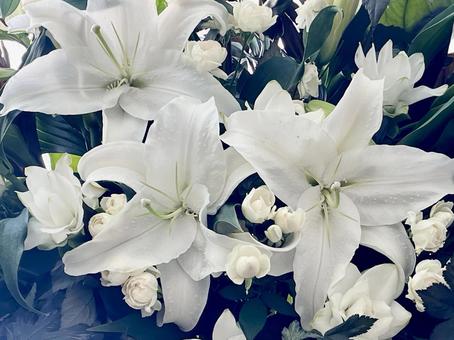 フラワーアレンジメント(カサブランカ) フラワーアレンジメント(カサブランカ) フラワーアレンジメント,花束,花輪の写真素材
