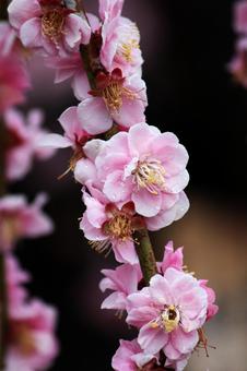 Photo, ume, flower, spring, 