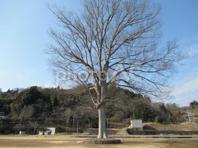 取り壊された廃校の校庭に残る大樹 木,大木,大樹の写真素材