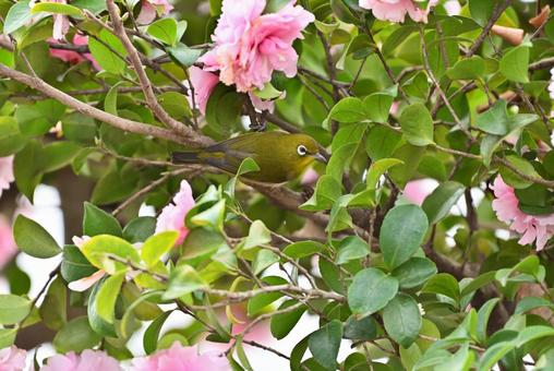 山茶花とメジロ 山茶花とメジロ メジロ,野鳥,小鳥の写真素材