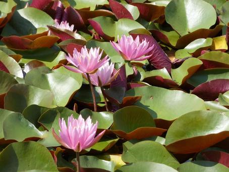 睡蓮花 睡蓮花 美しい,赤色,グリーンの写真素材