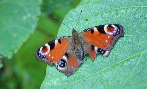 カラフルな蛾 カラフルな蛾 蛾,昆虫,カラフルの写真素材