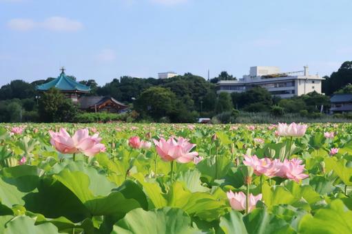 不忍池の蓮の花 不忍池の蓮の花の写真
