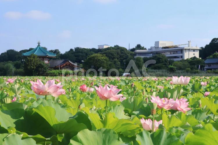 不忍池の蓮の花 蓮の花,満開,ハスの写真素材