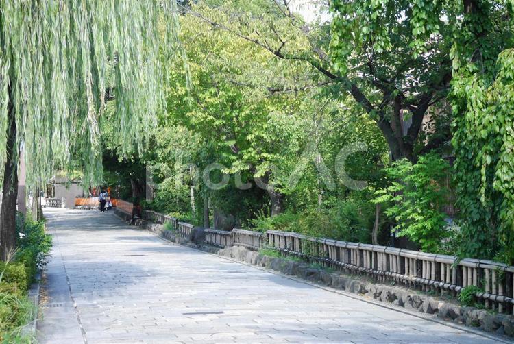 京都　石畳と柳 石畳,京都,柳の写真素材