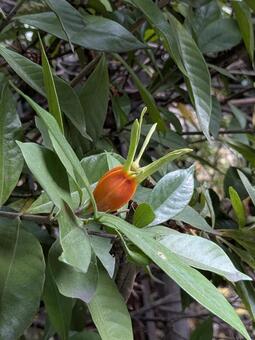 くちなしの実 クチナシ,梔子,山梔子の写真素材