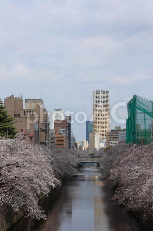 ４月上旬の東京目黒川の桜の花 背景,桜,花の写真素材