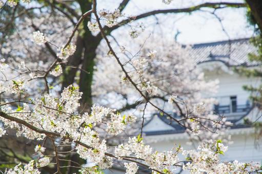 小田原城址公園の桜 小田原城址公園,小田原城,桜の写真素材