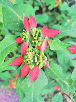 ショウジョウソウ ショウジョウソウ,自然,道端の写真素材