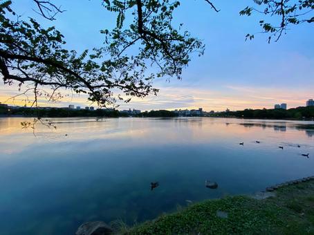 夕暮れの大濠公園の写真