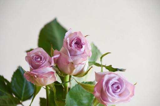 紫のばら 紫,ばら,水滴の写真素材