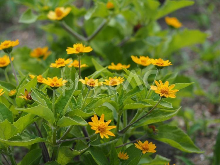 初夏の花壇　メランポジウム② 黄色い花,メランポジウム,メランポジュームの写真素材