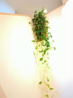観葉植物 玄関〜吹き抜け 吊り下げ 観葉植物 玄関〜吹き抜け 吊り下げ 観葉植物,飾り付け,飾付の写真素材