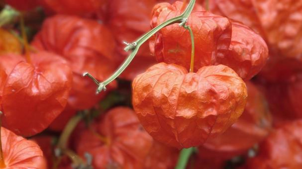 ホオズキ ホオズキの写真