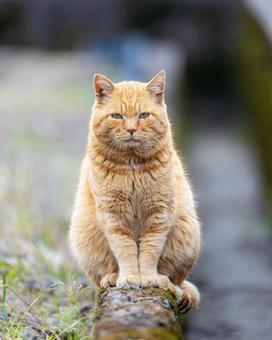 野良猫 茶トラ 猫,野良猫,茶トラの写真素材