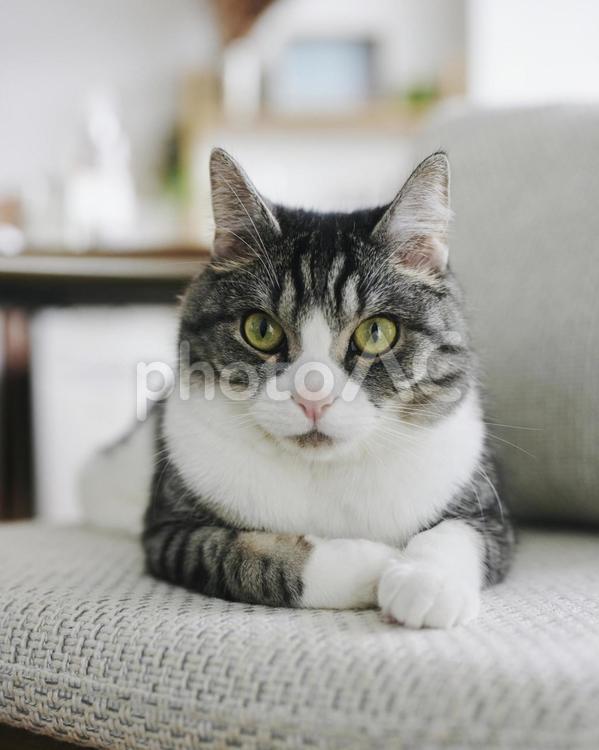 座る猫（ふてぶてしい） 猫,家猫,座るの写真素材