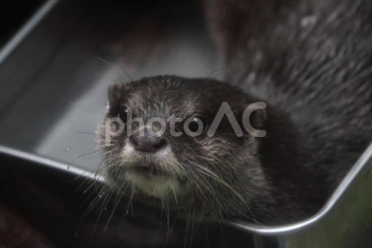 コツメカワウソのアップ コツメカワウソ,カワウソ,動物の写真素材