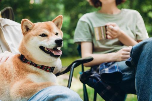 膝に顔を寄せる犬 犬,柴犬,ペットの写真素材