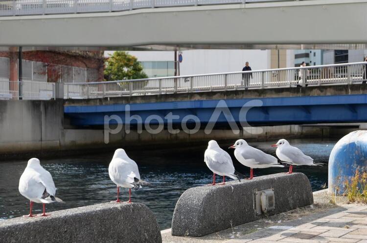 かもめ - No: 34010586｜写真素材なら「写真AC」無料（フリー）ダウンロードOK