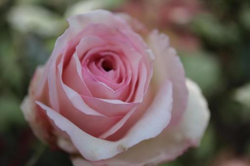 バラ園のピンク色の薔薇を撮りました バラ園のピンク色の薔薇を撮りましたの写真