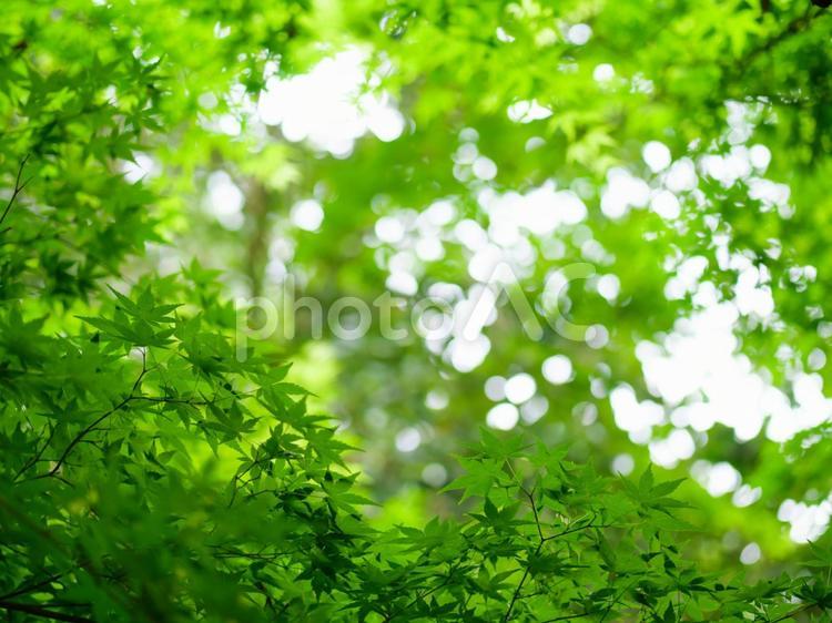 新緑のカエデ 木漏れ日 カエデ,楓,もみじの写真素材