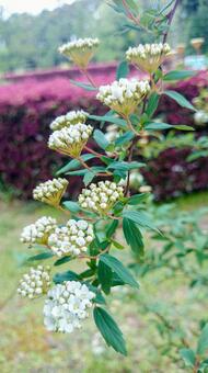 白い小さい花１の写真