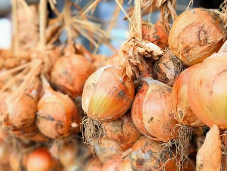 Photo, onion, freshly harvested, dry, 