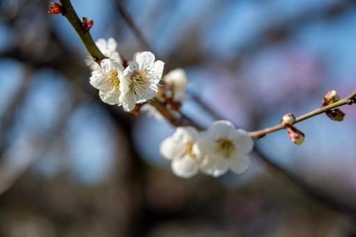 梅の花を万博記念公園で撮影 梅の花を万博記念公園で撮影の写真