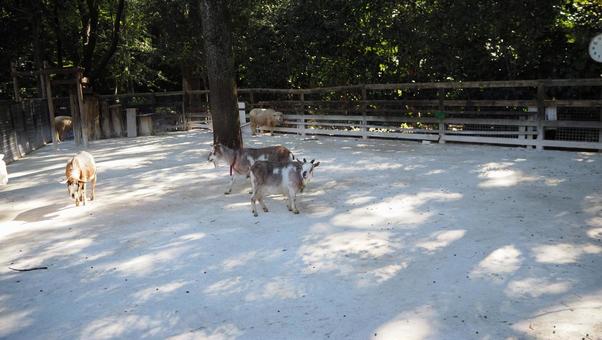 Tokara山羊綿羊Chikozan公園兒童動物園埼玉縣狹山市 Tokara山羊綿羊Chikozan公園兒童動物園埼玉縣狹山市